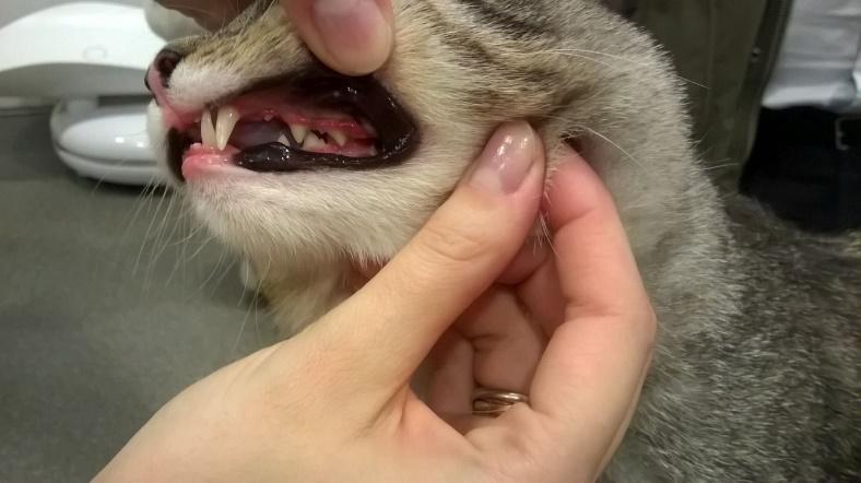 profilaktyka jamy ustnej u psów i kotów przychodnia weterynaryjna z